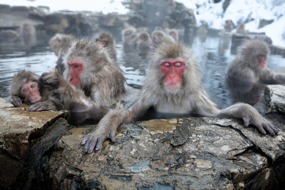 SNOW MONKEYS USE SPA THERAPY TO REDUCE STRESS