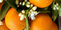Citrus Neroli