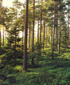 Sunlight filtering through a dense evergreen forest.