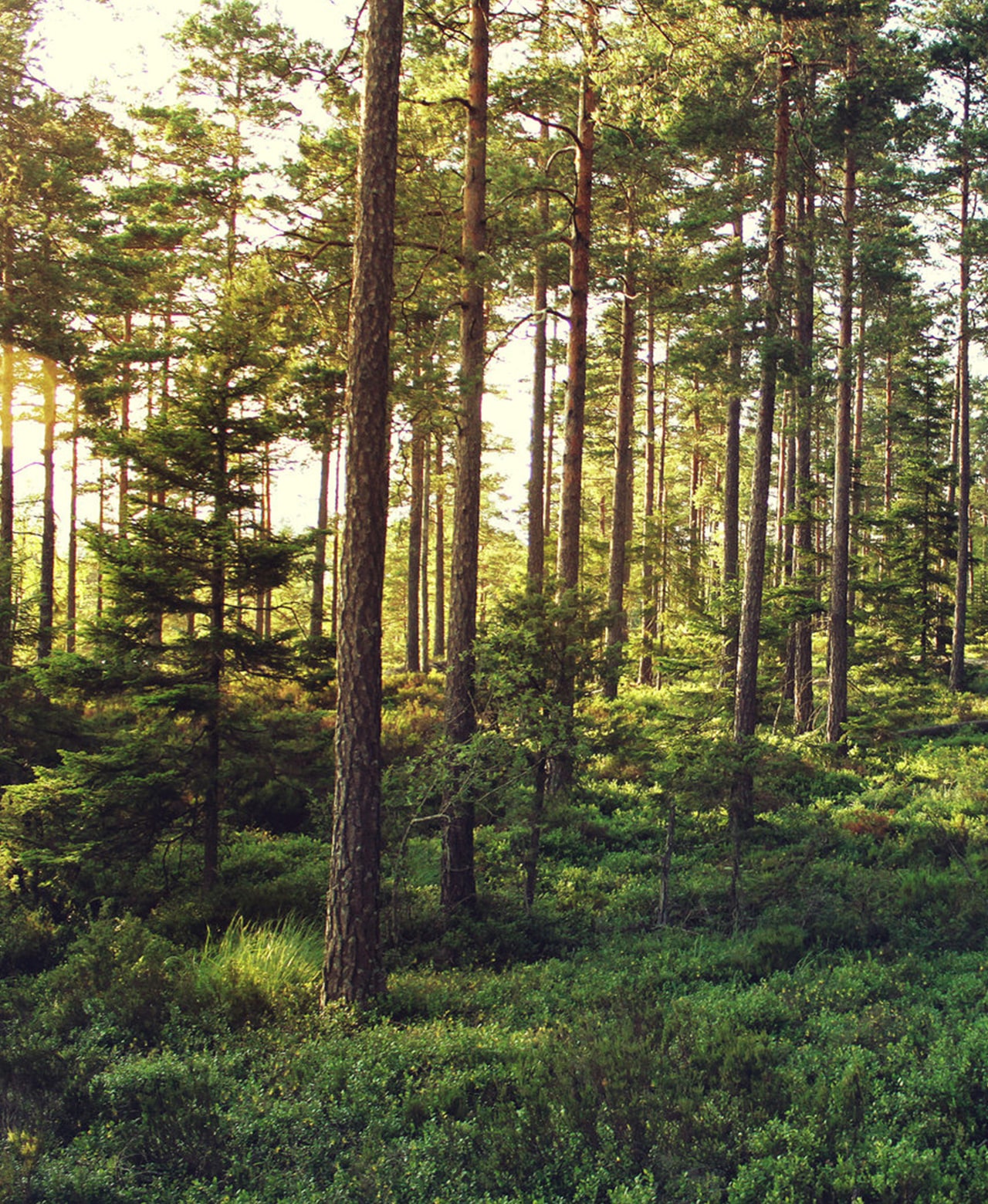 Sunlight filtering through a dense evergreen forest.