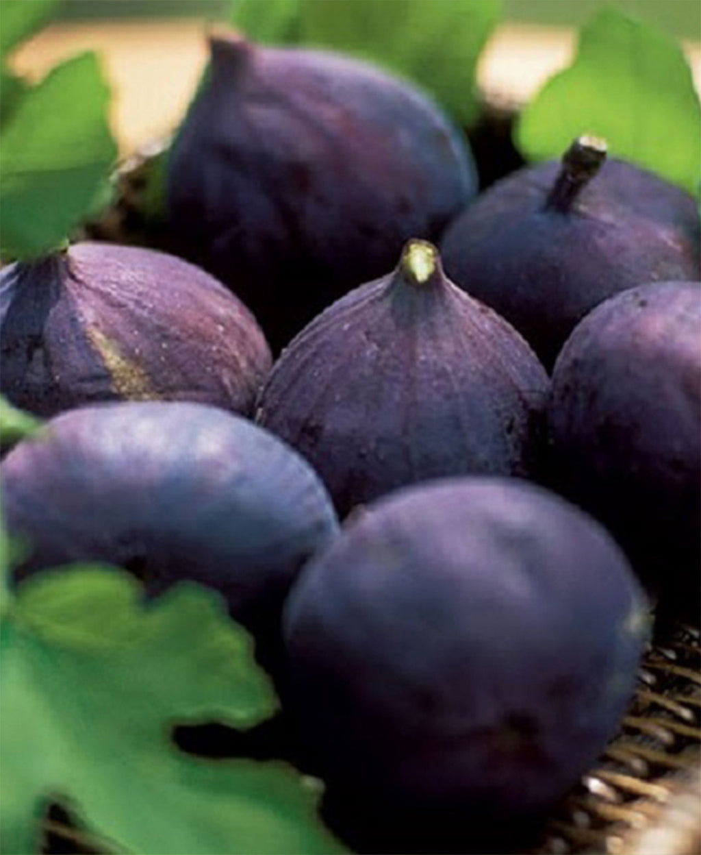 Ripe purple figs gathered in a basket with green leaves.