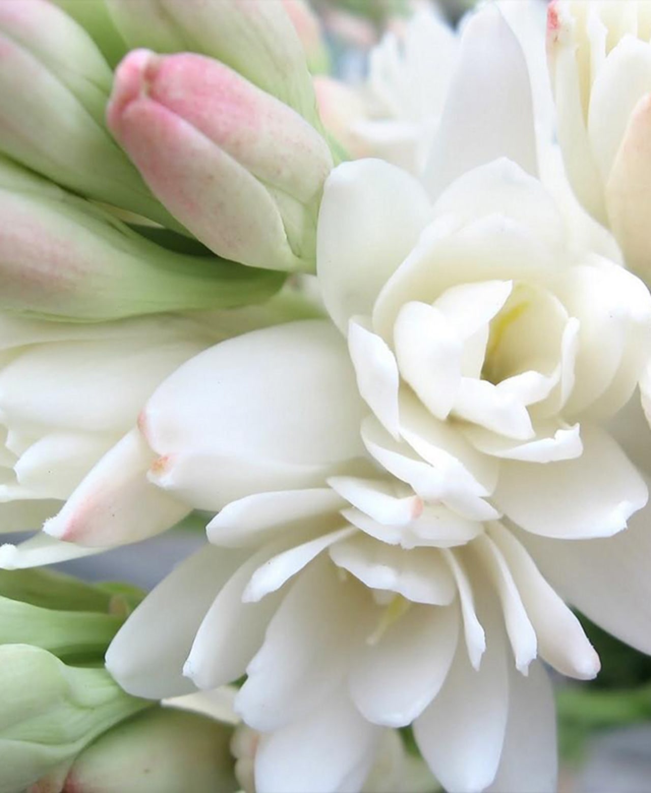 White tuberose blossoms and pale pink buds in soft light.