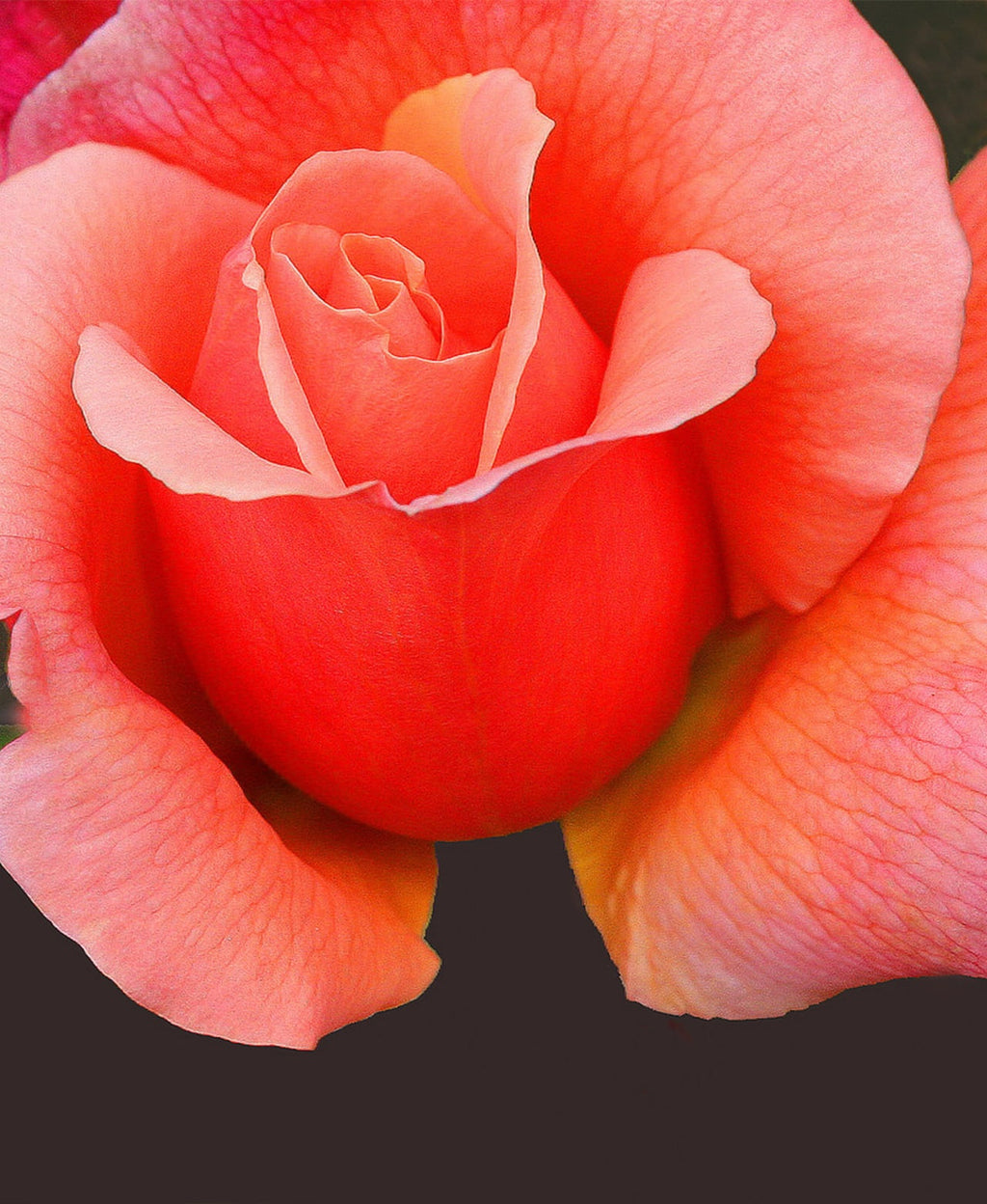 Close-up of a coral-pink rose in bloom.