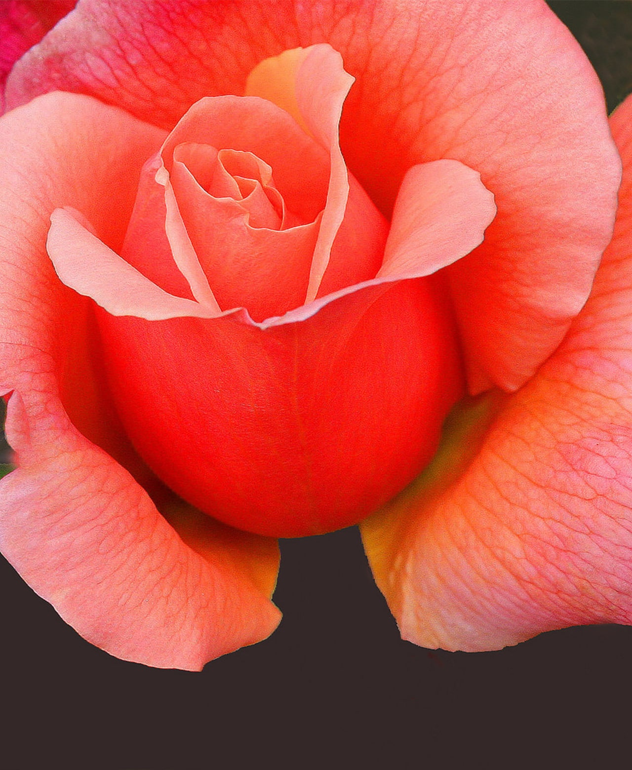 Close-up of a coral-pink rose in bloom.