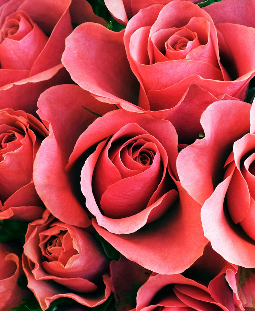Close-up of coral-pink roses in bloom.