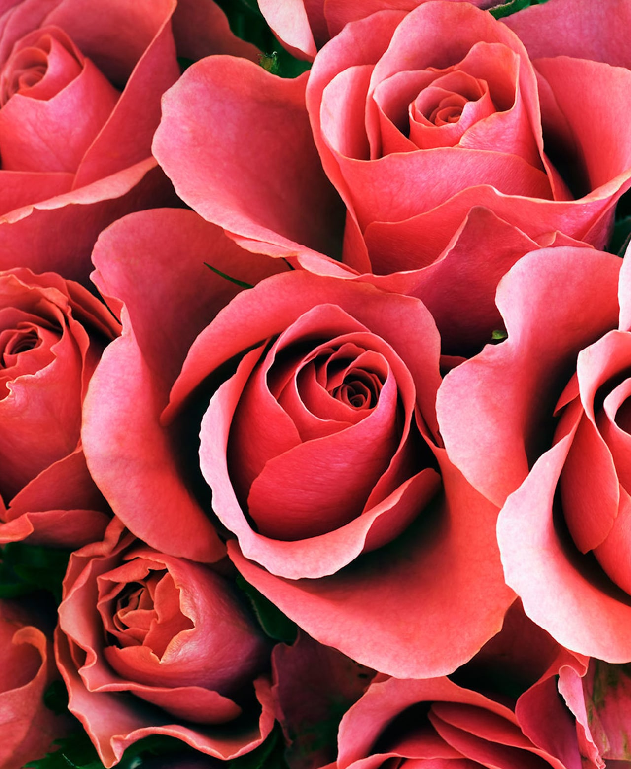Close-up of coral-pink roses in bloom.