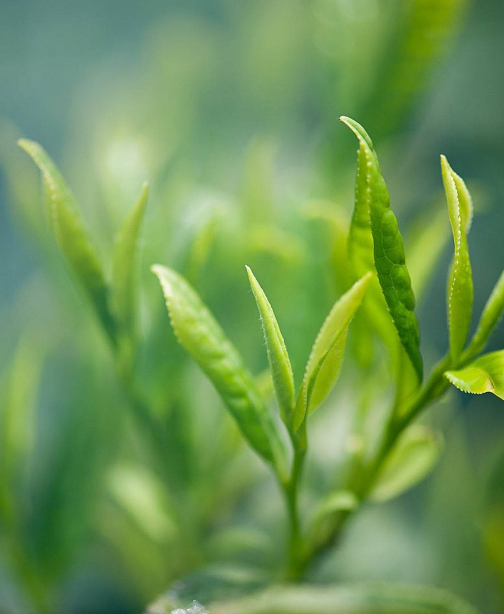 Fresh green tea shoots growing on the plant.
