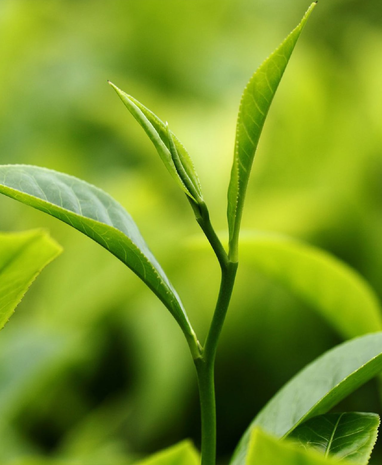 Fresh green tea leaves growing on the plant.
