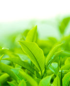 Fresh green tea leaves growing in bright sunlight.