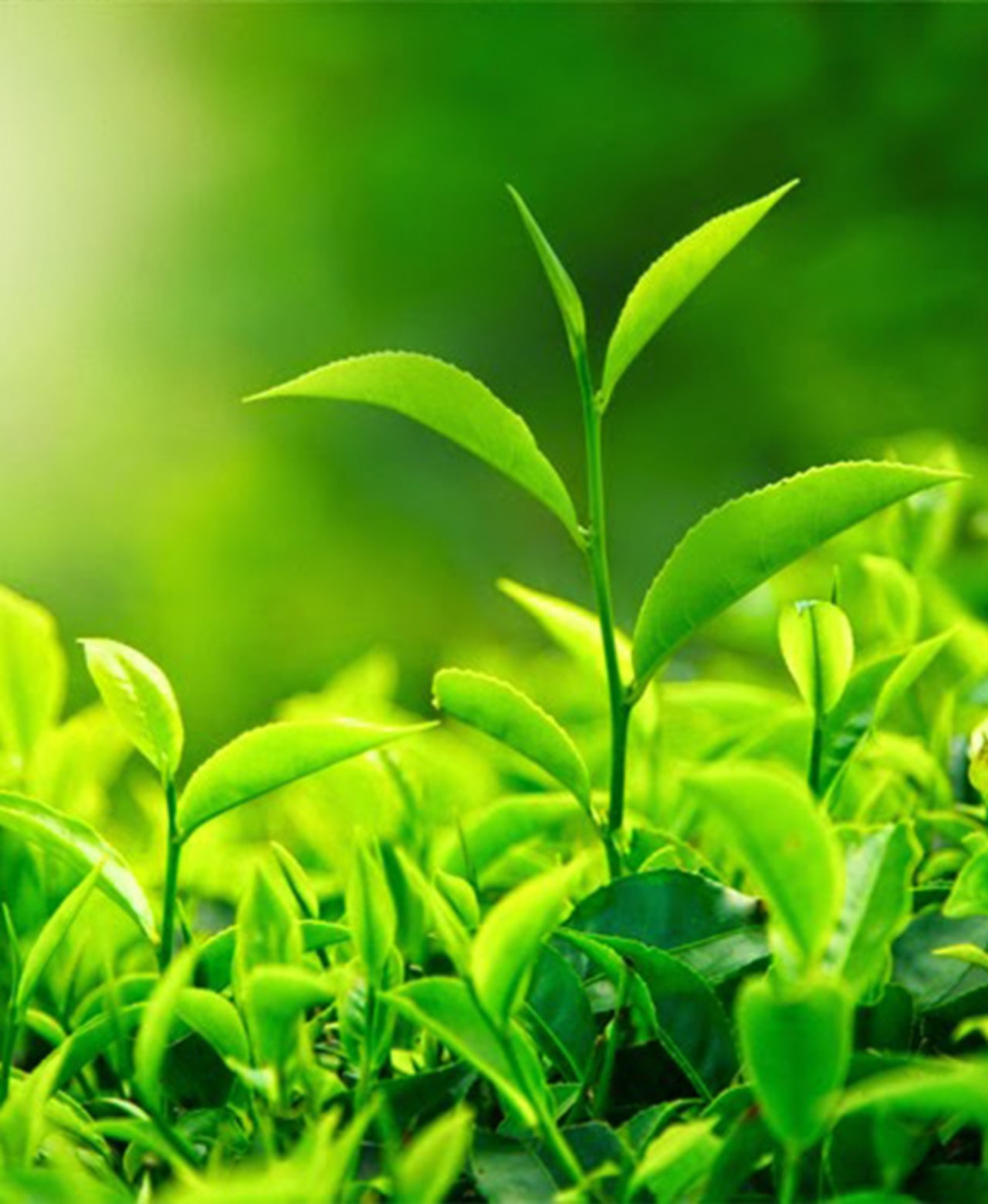 Fresh green tea leaves growing in bright sunlight.