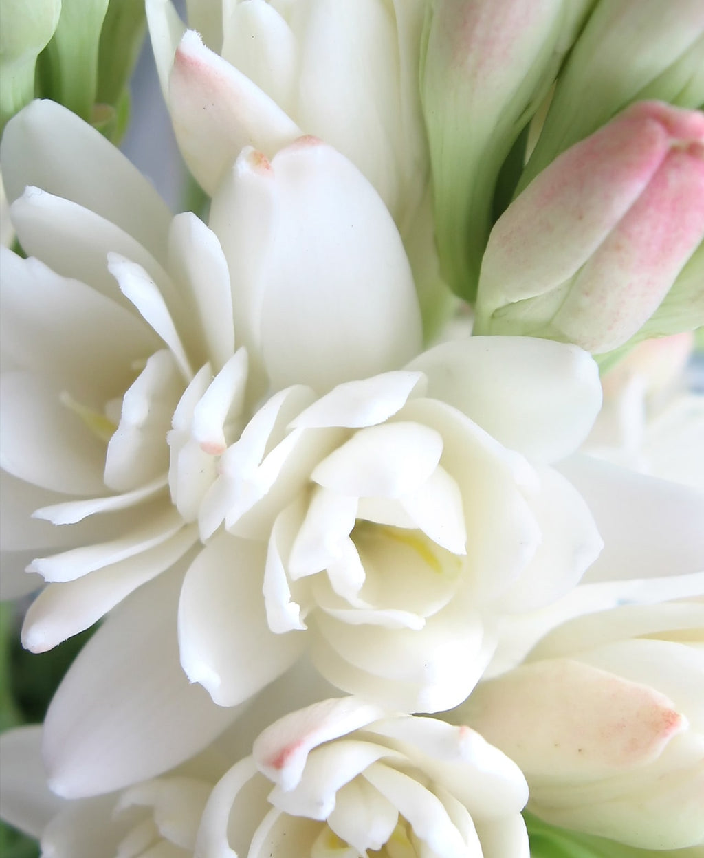 Close-up of white tuberose blossoms with pale pink buds.
