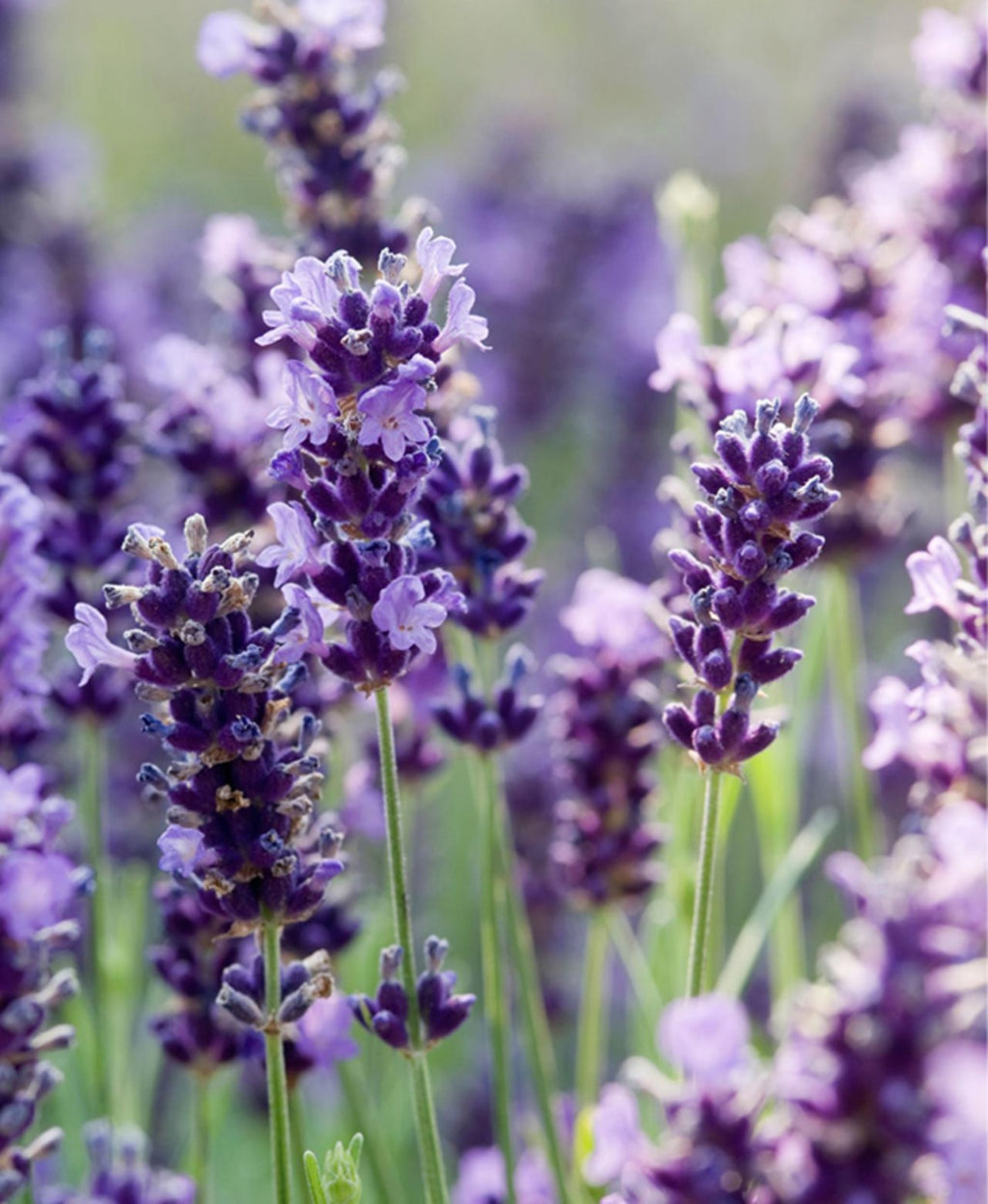 Purple lavender flowers blooming in a field.