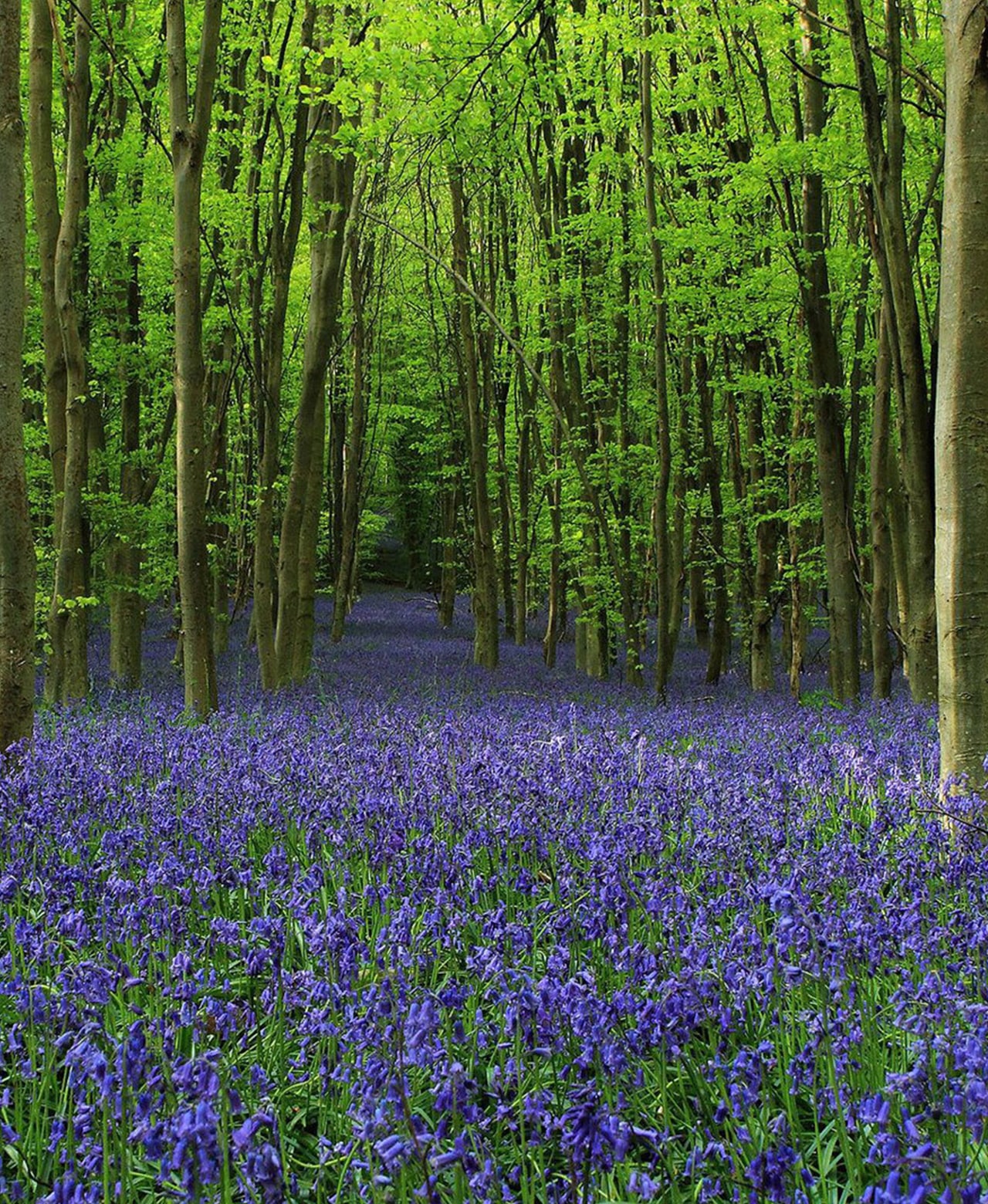 Lavender carpeting the floor of a sunlit green forest.