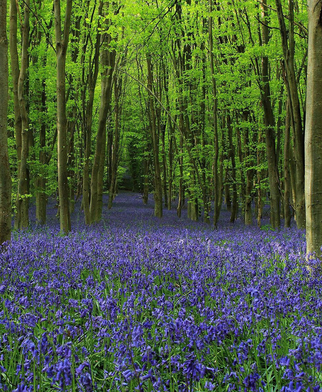 Sunlit woodland carpeted with purple lavender.