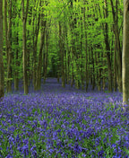 Sunlit woodland carpeted with purple lavender.
