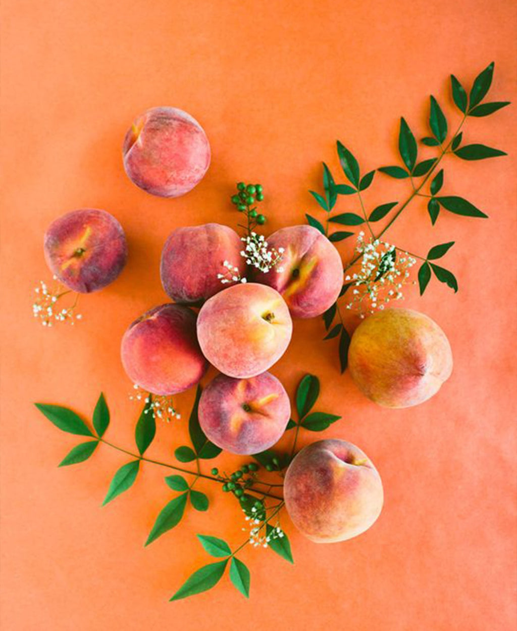 Fresh nectarines with green leaves and white blossoms on a coral background.