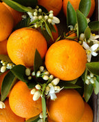 Fresh oranges with white blossoms and glossy green leaves.