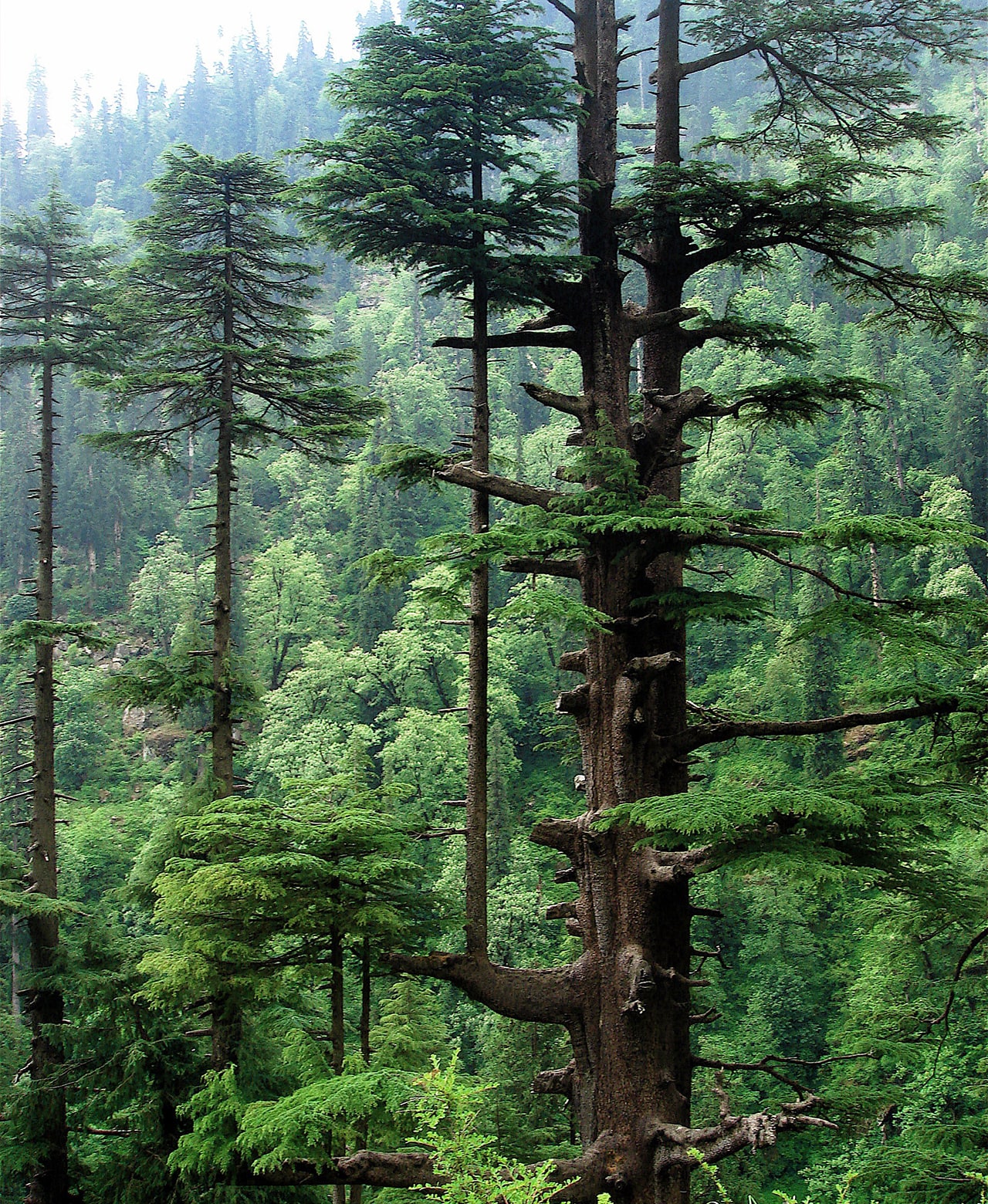 Tall evergreen trees rising through a misty green forest.