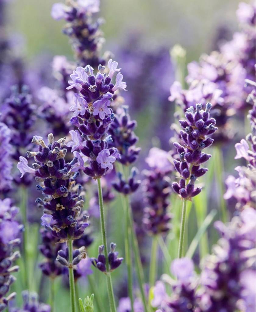 Purple lavender flower spikes growing in soft sunlight.